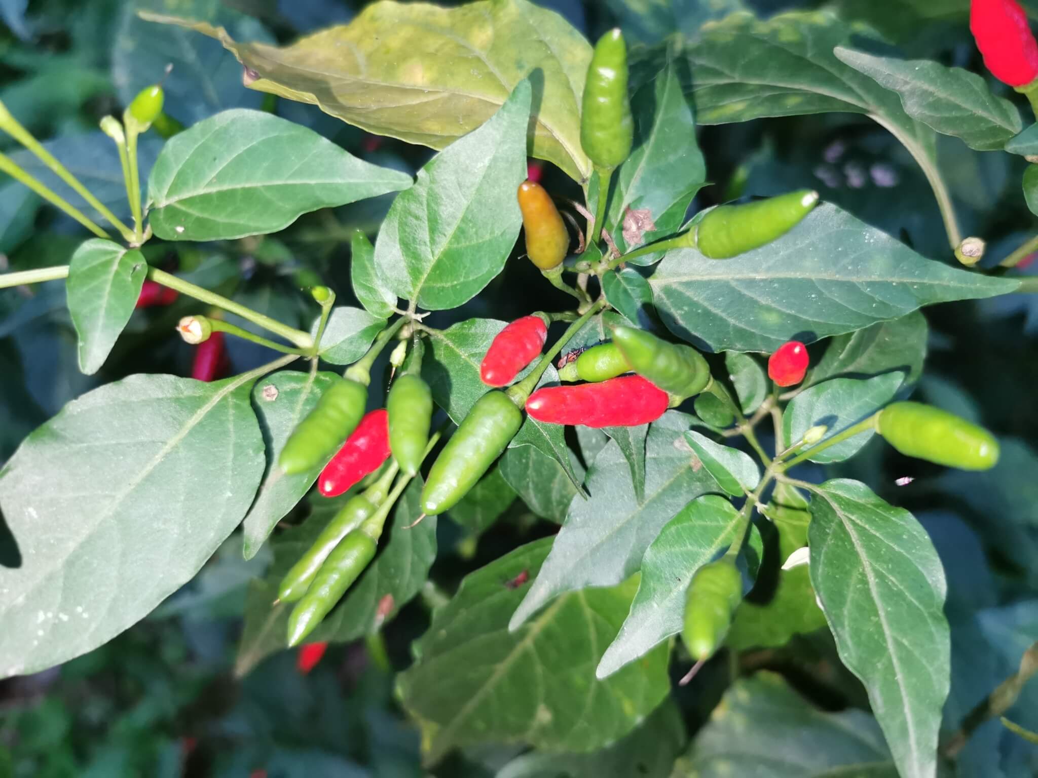 Capsicum annuum cv. 'Criollo'